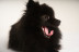 Sesión de Fotos para Mascotas en Pelopicofoto (Málaga)