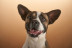 Sesión de Fotos para Mascotas en Pelopicofoto (Málaga)