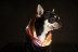Sesión de Fotos para Mascotas en Pelopicofoto (Málaga)