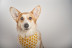 Sesión de Fotos para Mascotas en Pelopicofoto (Málaga)