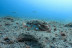 Kayak y Snorkel (Tenerife)
