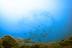 Kayak y Snorkel (Tenerife)
