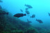 Discover Snorkel (Cabo de Palos, Murcia)
