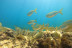 Snorkel desde la Bahía “Les Basetes” con Instructor (Calpe, Alicante)