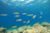 Snorkel desde la Bahía “Les Basetes” con Instructor (Calpe, Alicante)