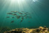 Snorkel desde la Bahía “Les Basetes” con Instructor (Calpe, Alicante)