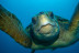 Snorkel Boat Tour en Costa Adeje (Santa Cruz de Tenerife)