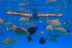 Snorkel con Reportaje de Fotos y Vídeo en Puerto del Carmen (Las Palmas, Lanzarote)