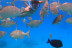 Snorkel con Reportaje de Fotos y Vídeo en Puerto del Carmen (Las Palmas, Lanzarote)
