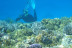 Snorkel para dos (Fuengirola, Málaga)