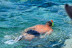 Snorkel en la Costa Dorada (Miami Platja, Tarragona)