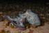 Snorkel Nocturno con Biología Marina, Fotos y Vídeos (Lloret de Mar, Girona)