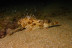 Snorkel Nocturno con Biología Marina, Fotos y Vídeos (Lloret de Mar, Girona)