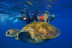 Ruta de Snorkeling en Bahía volcánica en Las Galletas (Tenerife)