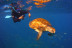 Ruta de Snorkeling en Bahía volcánica en Las Galletas (Tenerife)