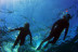 Ruta de Snorkeling en Bahía volcánica en Las Galletas (Tenerife)
