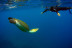 Ruta de Snorkeling en Bahía volcánica en Las Galletas (Tenerife)