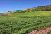 Circuito Spa en Hotel Catalonia Ronda 4* y Visita a Bodegas Morosanto con Cata Guiada para dos (Málaga)