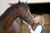 Paseo a Caballo por el Montseny con Circuito Spa y Comida en Hotel Balneario Blancafort 4* para dos (Barcelona)