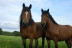 Paseo a Caballo por el Montseny con Circuito Spa y Comida en Hotel Balneario Blancafort 4* para dos (Barcelona)