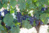 Circuito Spa en Balneario Vichy Catalan y Visita Guiada por Bodega Baronia de Vilademuls con Cata de Vinos para dos (Girona)