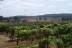 Circuito Spa en Balneario Vichy Catalan y Visita Guiada por Bodega Baronia de Vilademuls con Cata de Vinos para dos (Girona)