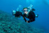 Bautismo de Submarinismo con Reportaje Fotográfico (Ametlla de Mar, Tarragona)
