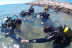 Bautismo de Submarinismo con Reportaje Fotográfico (Ametlla de Mar, Tarragona)