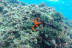 Bautismo de Submarinismo con Reportaje Fotográfico (Ametlla de Mar, Tarragona)