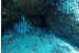 Bautismo de Submarinismo con Reportaje Fotográfico (Ametlla de Mar, Tarragona)