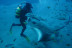 Excursión en Submarino (San Miguel de Abona, Tenerife)