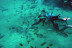 Excursión en Submarino (San Miguel de Abona, Tenerife)