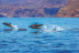 Paseo en Catamarán Super Cat con Avistamiento de Delfines, Comida y Banana Acuática (Gran Canaria)