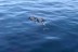 Paseo en Catamarán Super Cat con Avistamiento de Delfines, Comida y Banana Acuática (Gran Canaria)