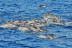 Paseo en Catamarán Super Cat con Avistamiento de Delfines, Comida y Banana Acuática (Gran Canaria)