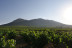Taller de Apicultura con Degustación de Vino con Miel, AOVE Ecológico y Mieles Ecológicas para dos (Bullas, Murcia)