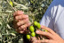 Taller de Apicultura con Degustación de Vino con Miel, AOVE Ecológico y Mieles Ecológicas para dos (Bullas, Murcia)