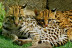 Night Safari: Visita Nocturna a Terra Natura Benidorm (Alicante)