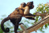 Night Safari: Visita Nocturna a Terra Natura Benidorm (Alicante)