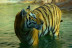 Night Safari: Visita Nocturna a Terra Natura Benidorm (Alicante)