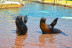 Entrada Combinada a Terra Natura y a Aqua Natura con Comida (Benidorm, Alicante)