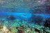 Tour de Snorkel (Fuencaliente de La Palma, Los Canarios)