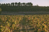 Visita a Tovar Bodega de Bodegas con Cata de Vinos y Aperitivo para dos (Trigueros del Valle, Valladolid)