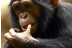 Twin Ticket: Entrada Loro Parque y Siam Park (Tenerife)