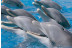 Twin Ticket: Entrada Loro Parque y Siam Park (Tenerife)