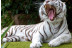 Twin Ticket: Entrada Loro Parque y Siam Park (Tenerife)