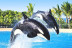 Twin Ticket: Entrada Loro Parque y Siam Park (Tenerife)