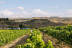 Wine Tour 360º: Visita a Bodega y Cata de Vino para dos en Val Azul (Chinchón, Madrid)