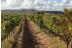 Visita a Bodega Enológica Wamba, Viñedos y Cata de 3 Vinos para dos (Burgos)