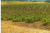 Visita a Bodega Renalterra y Cata de Vino Crianza Ribera del Duero con Aperitivo para dos (Gumiel de Izán, Burgos)